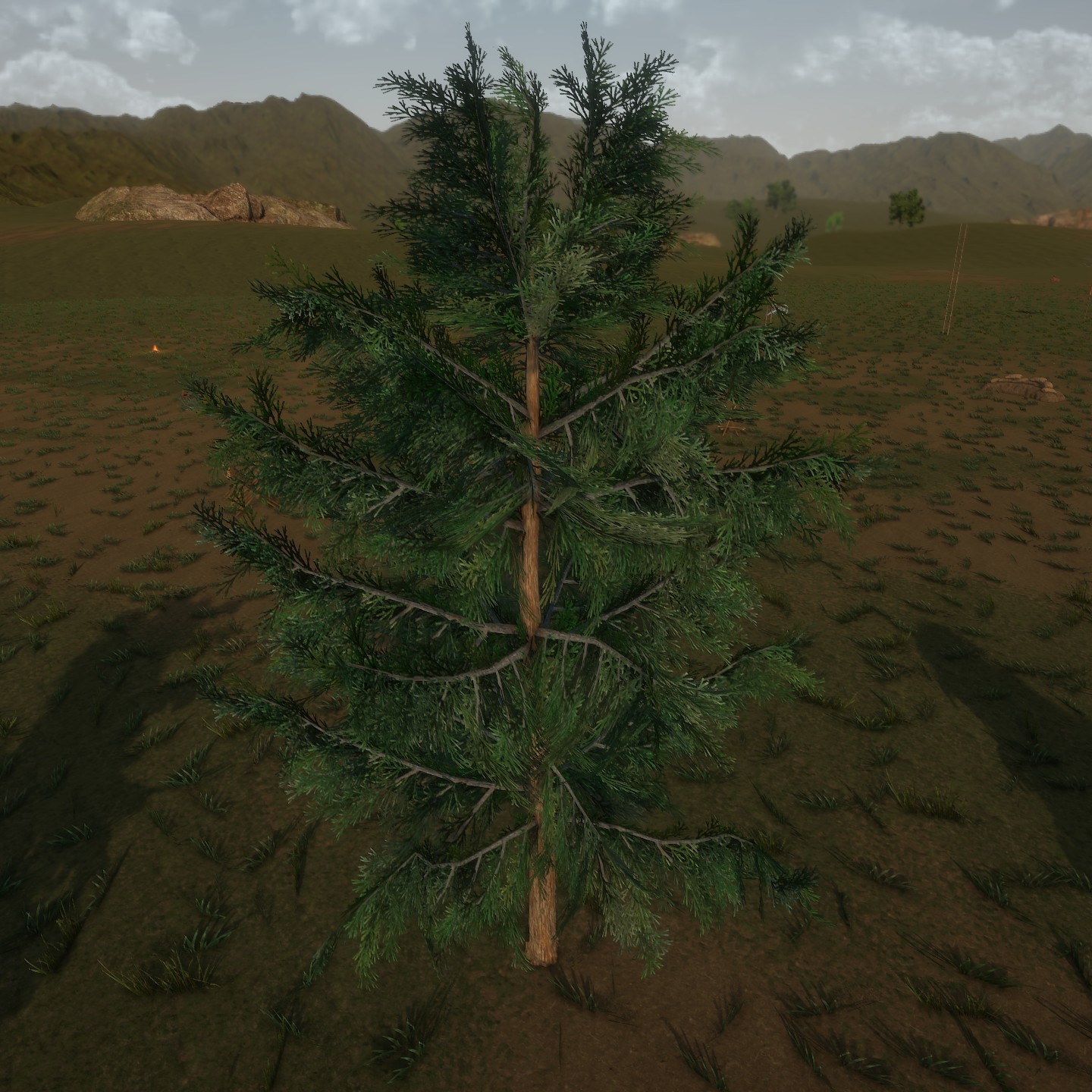 AlaskaCedar Desktop Young Large.jpg