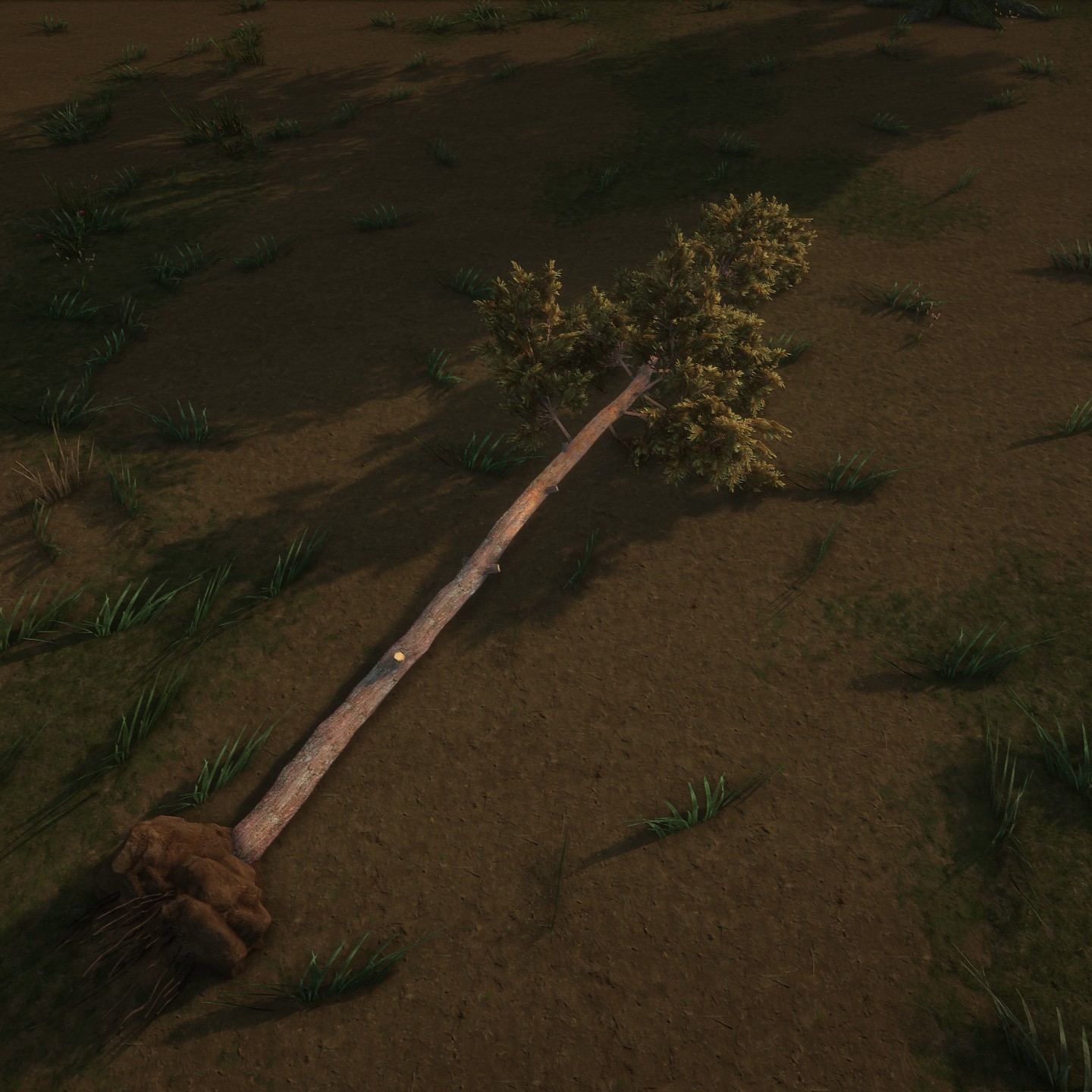 ScotsPine_Broken2_Dirt