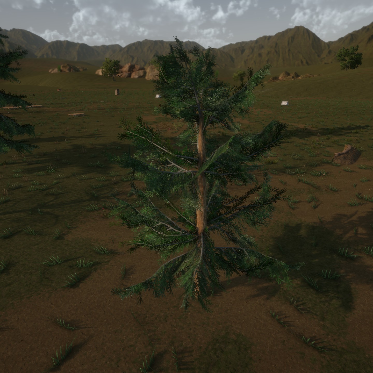 AlaskaCedar Desktop Young2 Large.jpg