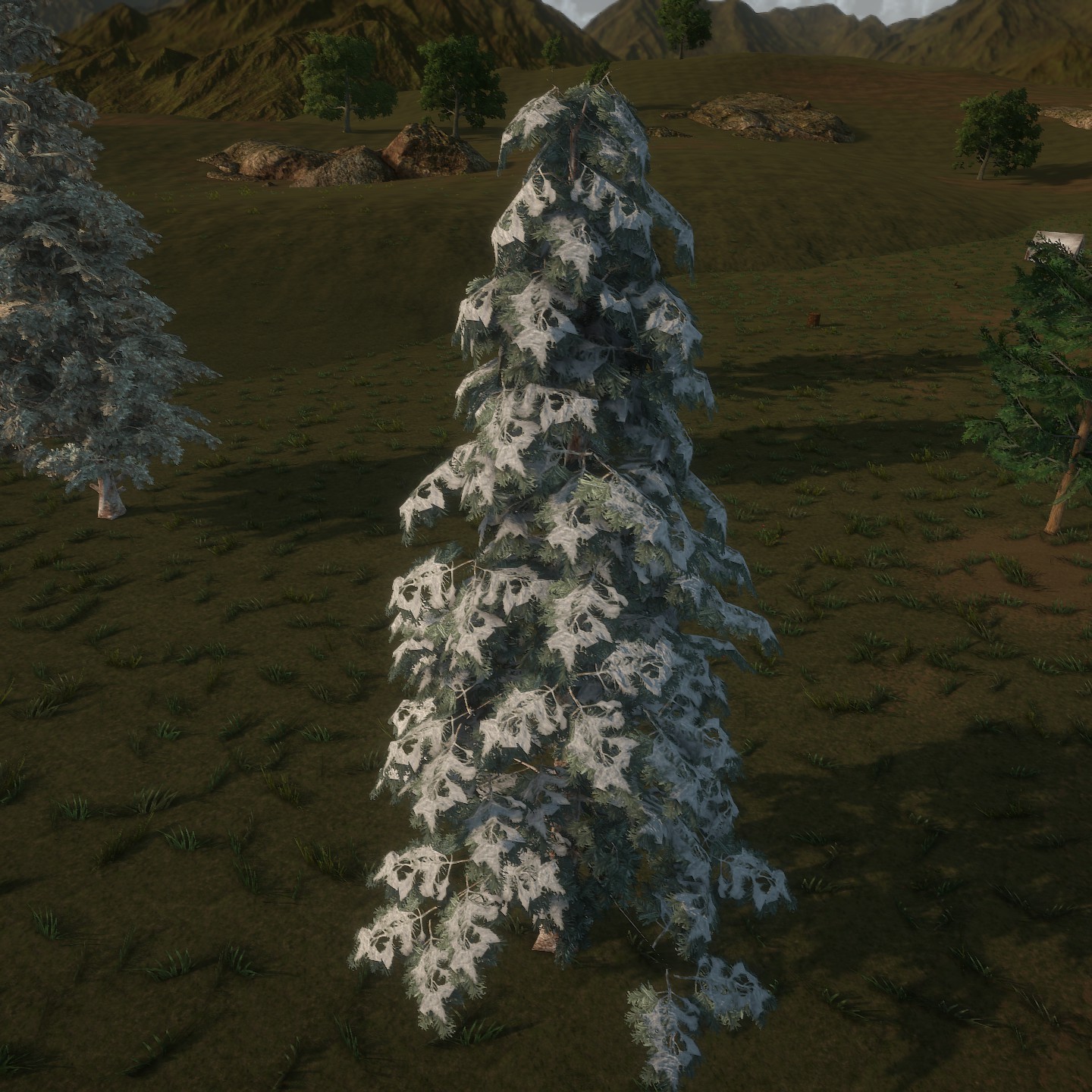 Blue_Spruce_Desktop_Winter2