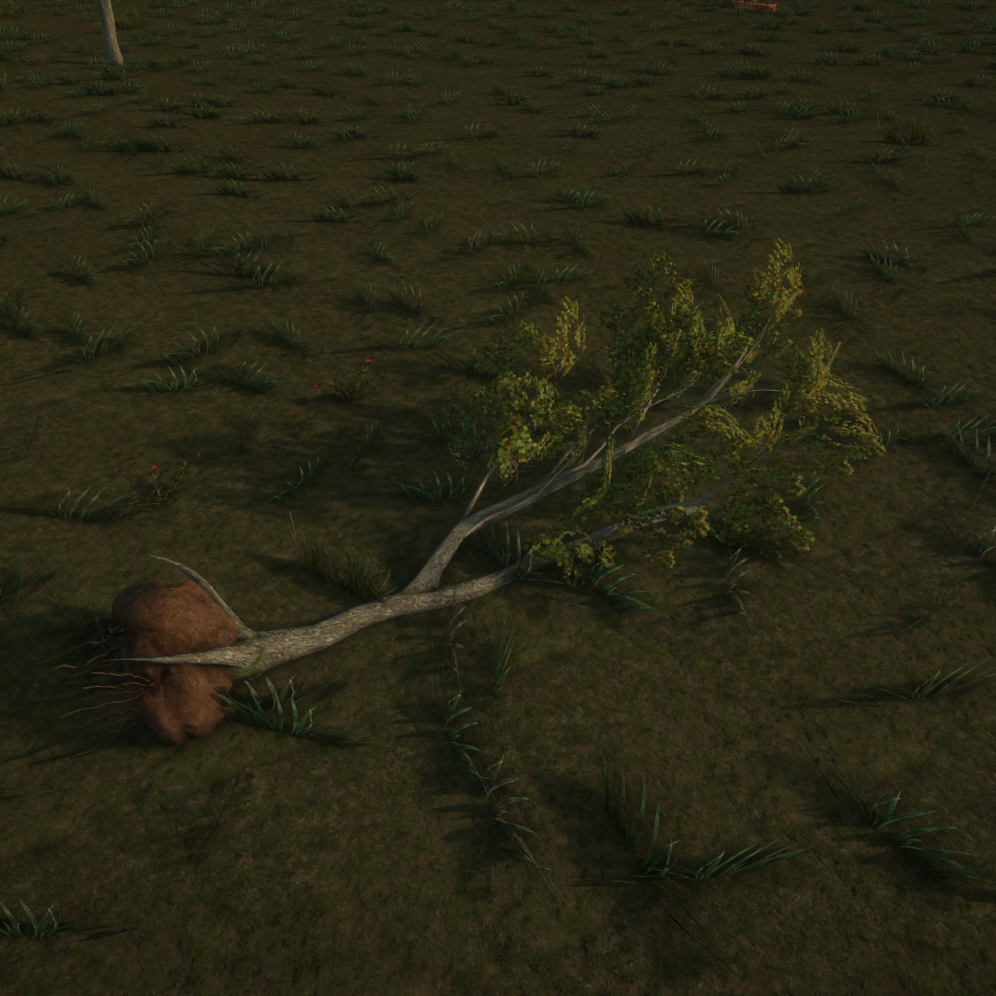 White_Oak_Desktop_Young_Broken2_Dirt