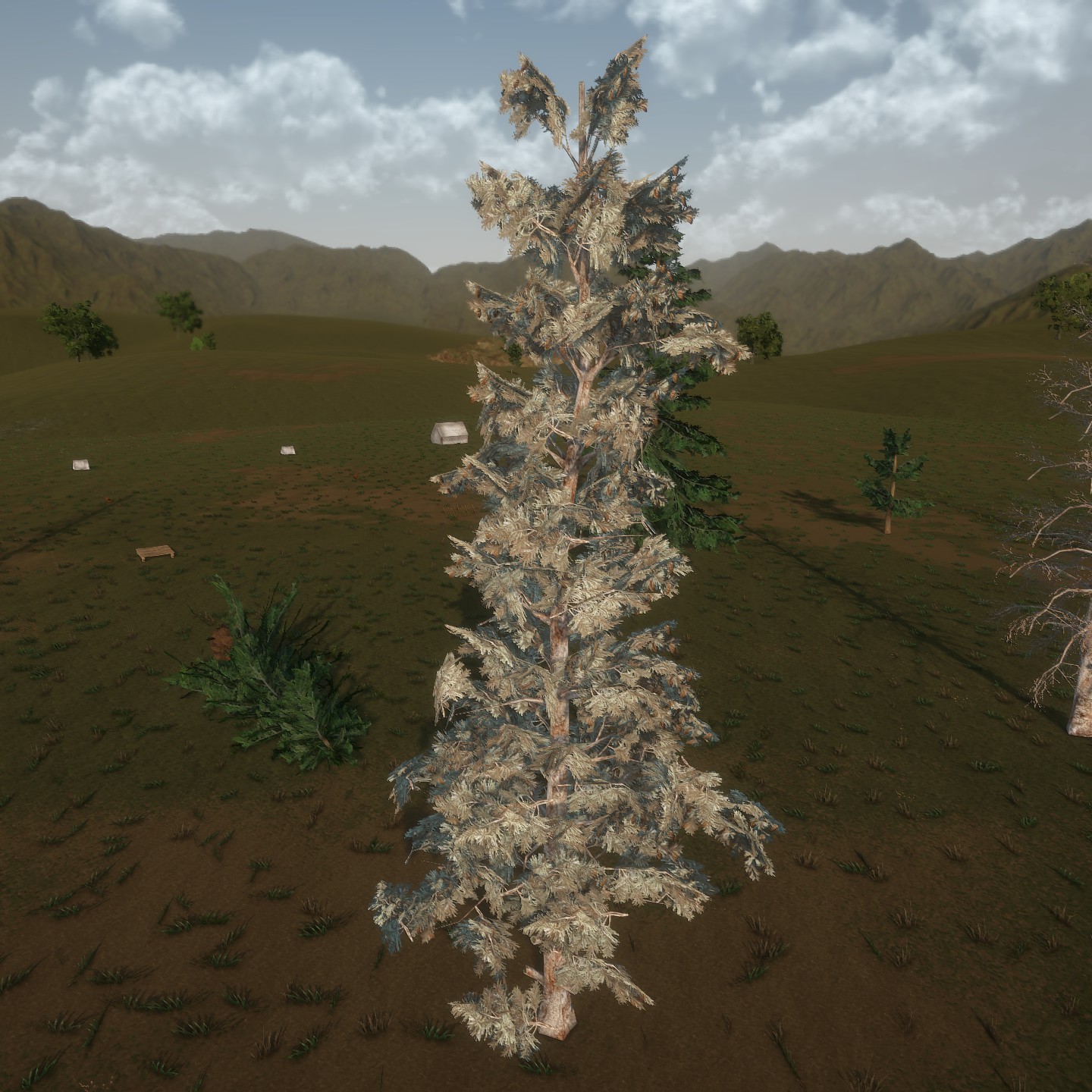 Blue_Spruce_Desktop2