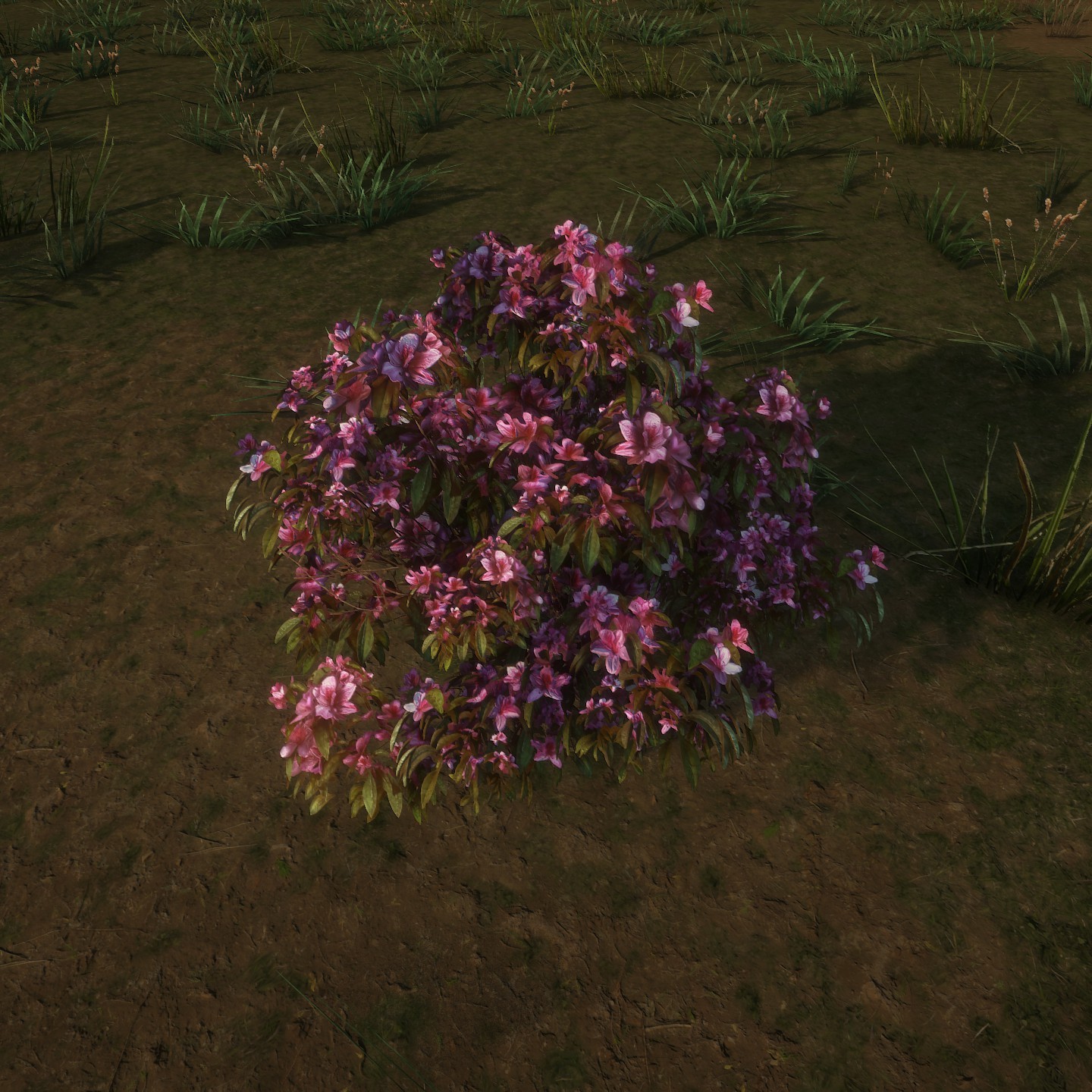 Azalea Flowers Pink Low Large.jpg