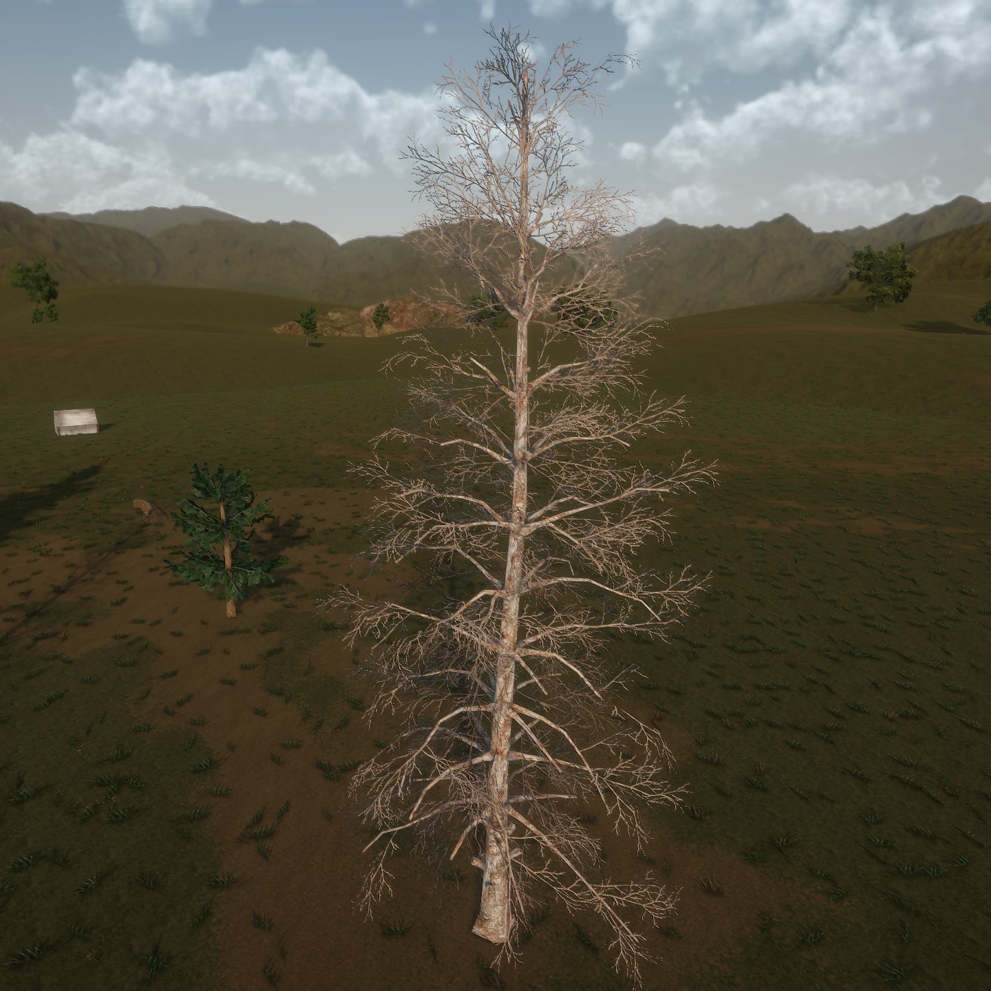 Blue_Spruce_Desktop_Bare