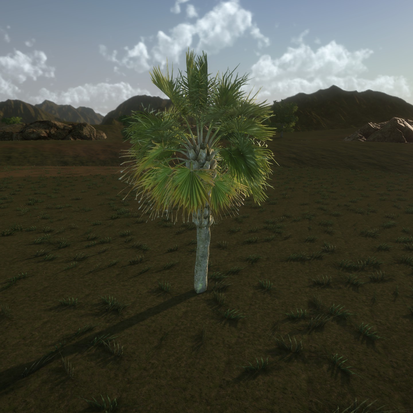 Palmetto_2