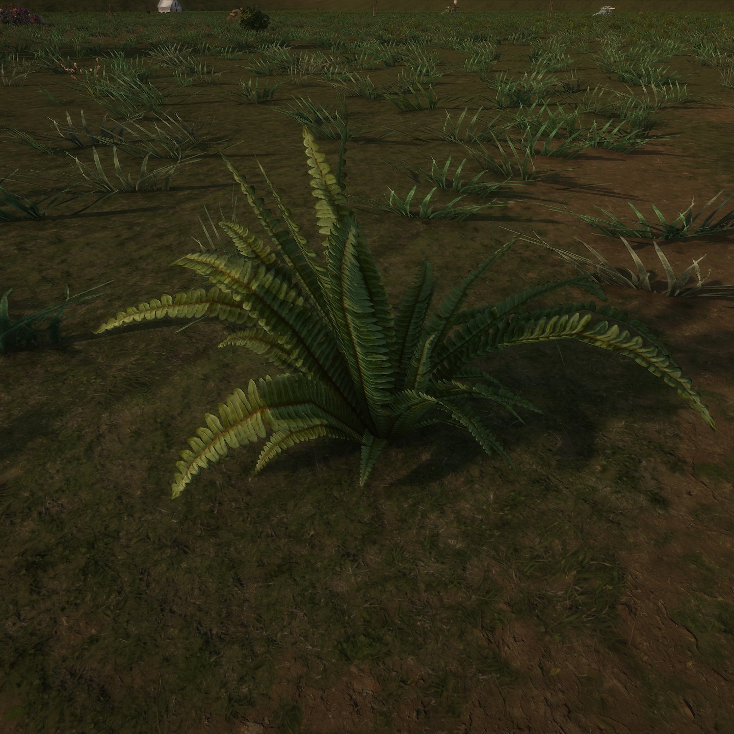 BostonFern_Low_NoFiddleHead