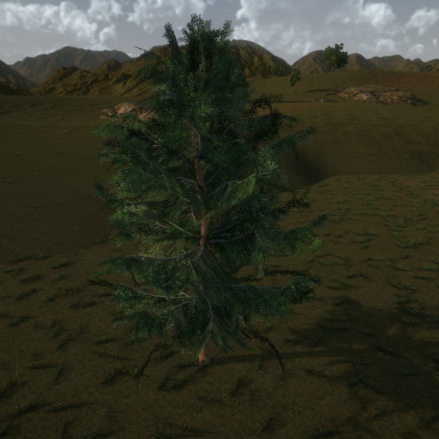 AlaskaCedar Desktop Young3 Large.jpg