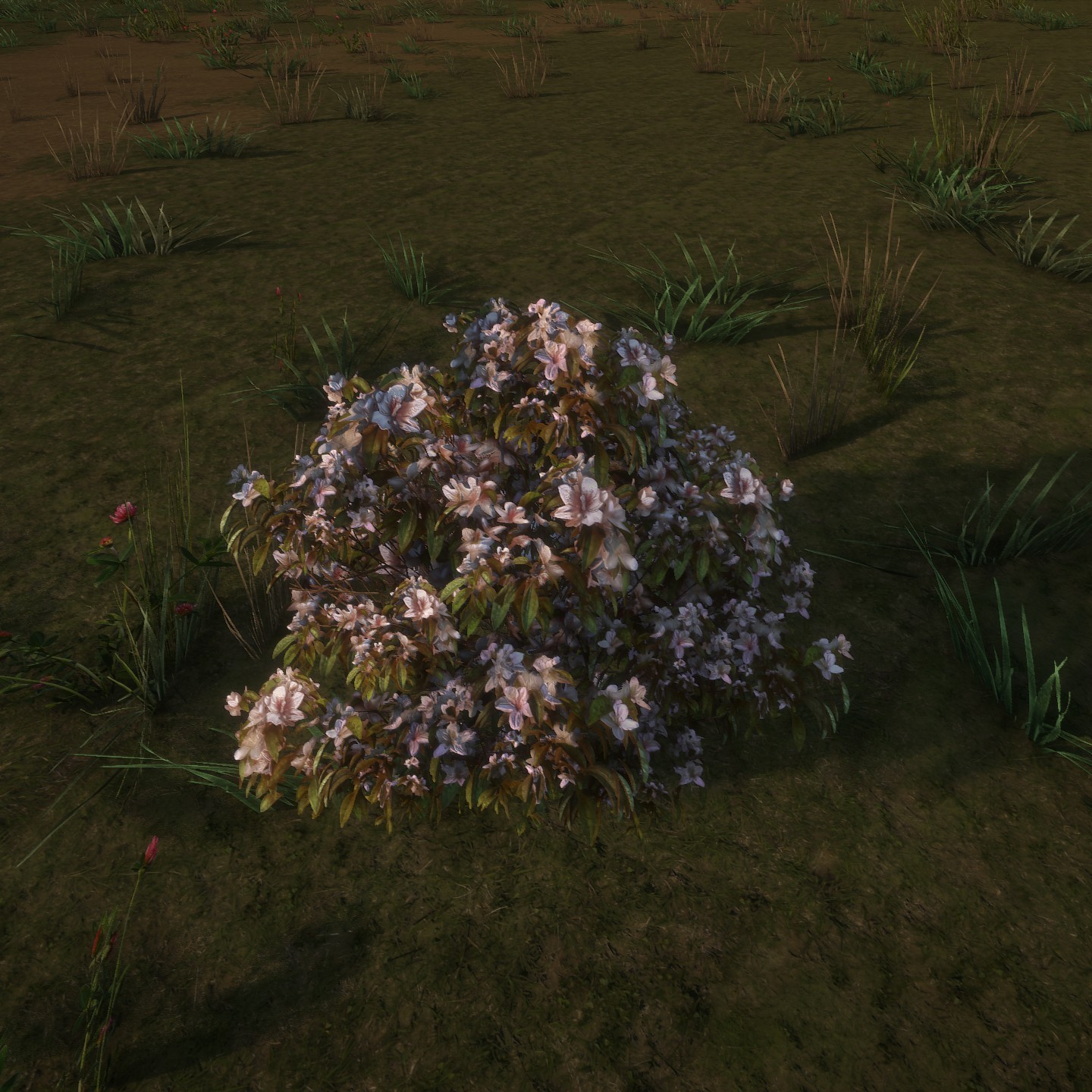 Azalea_Flowers_White_Low