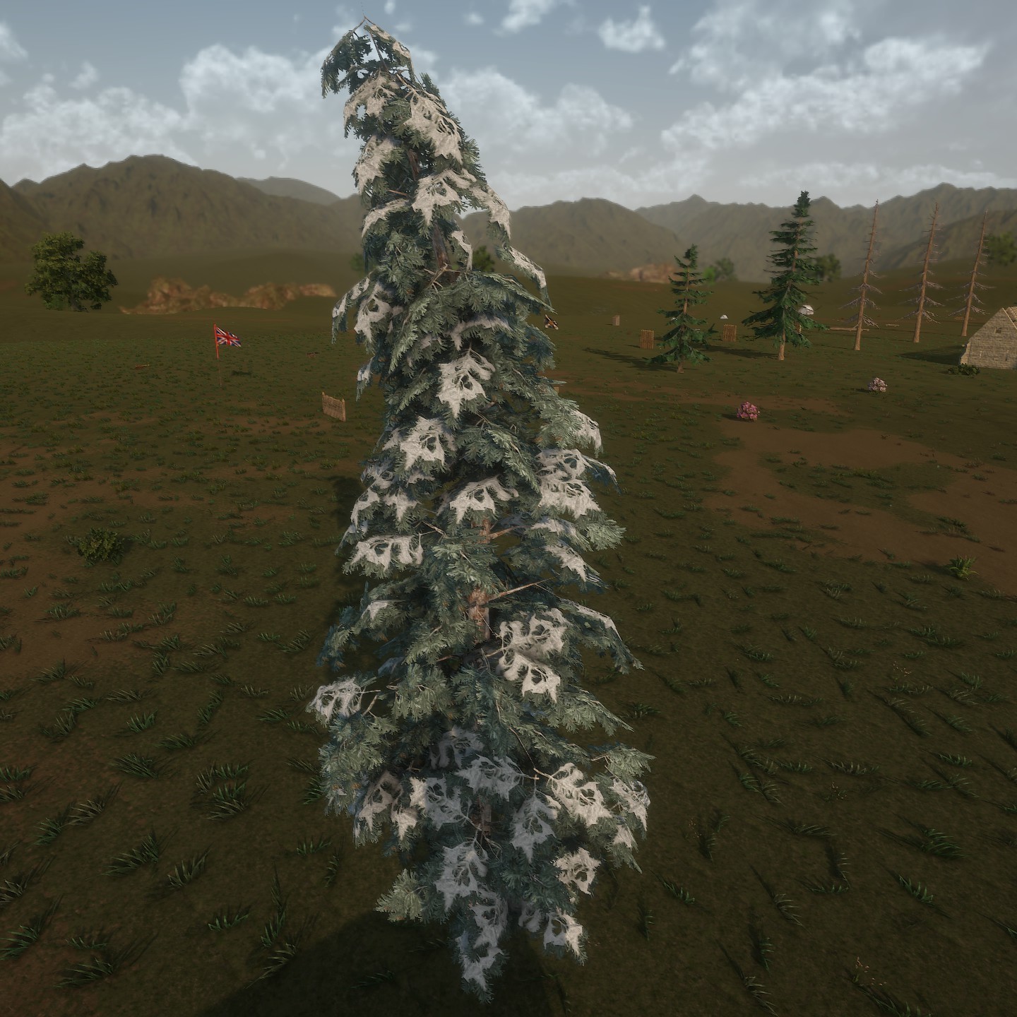 Blue_Spruce_Desktop_Winter